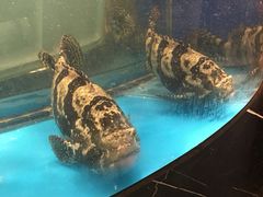-甄品麦哲伦海鲜和牛自助(万达广场店)