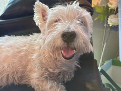 -百好乐宠物友好餐厅(朝外大街店)