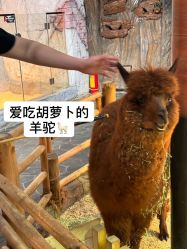 -Zoolung Zoolung动物主题公园(海信广场店)