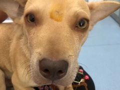 -伟伟宠物医院·CT影像中心·瑞派犬猫综合性门诊(汉口总院)