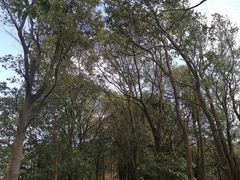 -田心森林公园