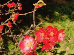 -上海花园饭店