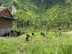 -鹿院坪生态旅游景区