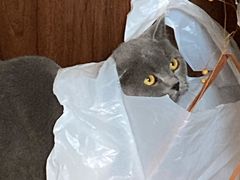 -PETKIT 小佩宠物·低压洗护·美容·寄养(安远店)