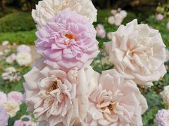 -人民公园(罗湖区)