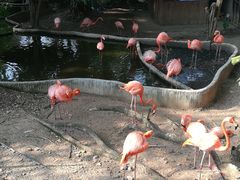 -清迈夜间动物园