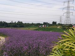 -紫颐香薰山谷景区