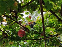 -钰田大院·碳烤虹鳟鱼·怀柔地道农家菜(雁栖湖店)