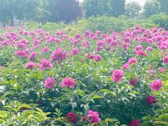 -曹州牡丹园