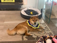 -柴迷FANS CLUB·柴犬狗咖·猫咖