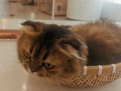 -共舞时光猫咖·狗咖(新街口店)