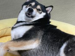 -逗柴咖啡屋·狗咖猫咖宠物桌游