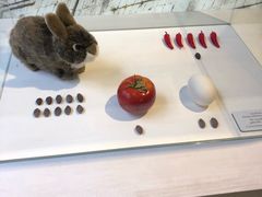 -可可和巧克力博物馆