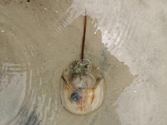 -北海金海湾红树林生态旅游区