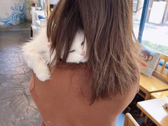 -Anne猫窝咖啡屋
