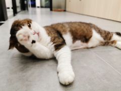 -凯特喵百思猫专科医院