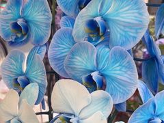 -Flower in(密渡桥店)