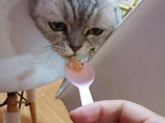 -李小姐の猫咖啡馆(五角场店)