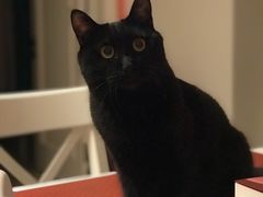 -喜多萌中农锦绣动物医院24H·猫科·牙科MRI·CT