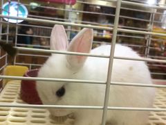 -宠物兔专门店(天丰利市场店)