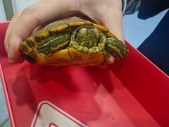 -博特宠物医院24h犬猫全科.骨科·异宠