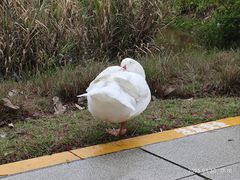 -深圳大学(丽湖校区)