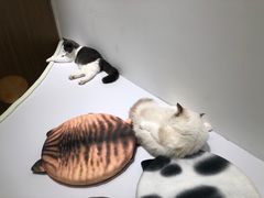 -COLOR PETS 撸猫馆·购猫·猫咖(长风大悦城店)