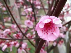 美人梅-上海海湾国家森林公园