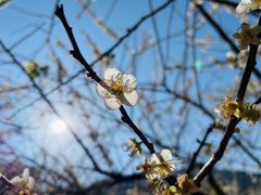 -广州市流溪河国家森林公园