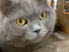 -COLOR PETS 撸猫馆·购猫·猫咖(长风大悦城店)