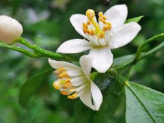 -樱桃山旅游景区