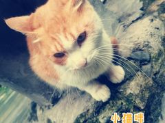 -磁器口古镇