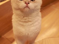 -米乐乖乖猫咪咖啡馆·猫咖(深圳湾后海汇店)