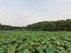 -福建鲤鱼洲酒店