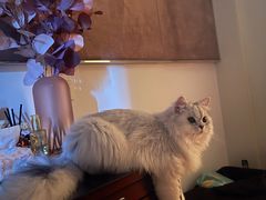 -猫大福·Fortune Cat猫舍(百子湾店)