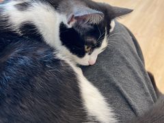 -有喵·猫咖·狗咖·30几只猫10只小狗(岗厦店)