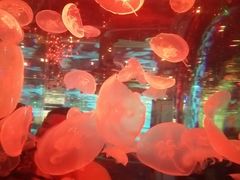 -石家庄海洋公园