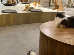 -飞行喵MR PILOT|猫舍·猫咖(静安大融城店)