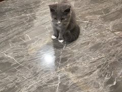 -宠爱国际动物医院· 猫科· 外科·中兽医(长白店)
