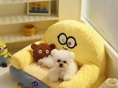 -BABIT巴比特宠物(MOMOPARK店)