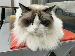 -四月宠物医院·猫专科·心脏专科·内科(转塘店)