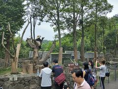 -都江堰中华大熊猫苑