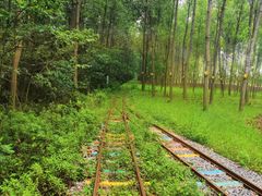 -合肥滨湖国家森林公园