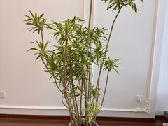 -月龍吟(朝龙汇店)