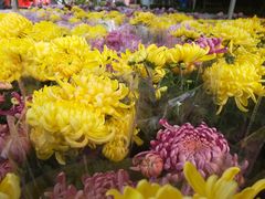 -三圣花乡旅游区