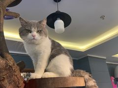 -more than meow吴止猫主题餐厅(承德 中船汇店)