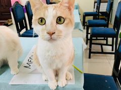 -鼓捣猫呢主题猫咖店