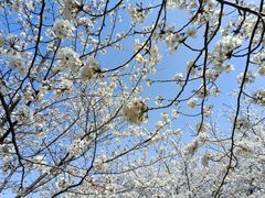 -高东镇樱花园