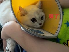 -伟伟宠物医院·CT影像中心·瑞派犬猫综合性门诊(汉口总院)