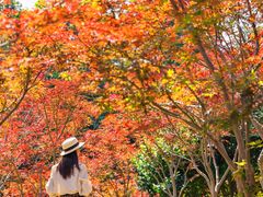 -广州市帽峰山景区